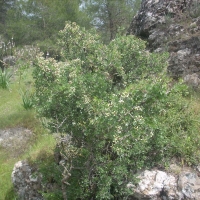 fisiko_perivalon4