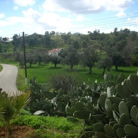 xlorida_panida2