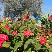 xlorida_panida5